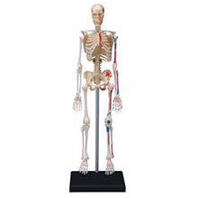 Anatomiemodel Skelet