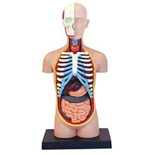 Anatomiemodel Torso